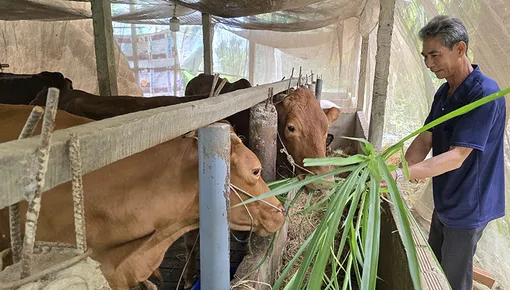Thu nhập tăng cao nhờ phát triển mô hình nuôi bò sinh sản