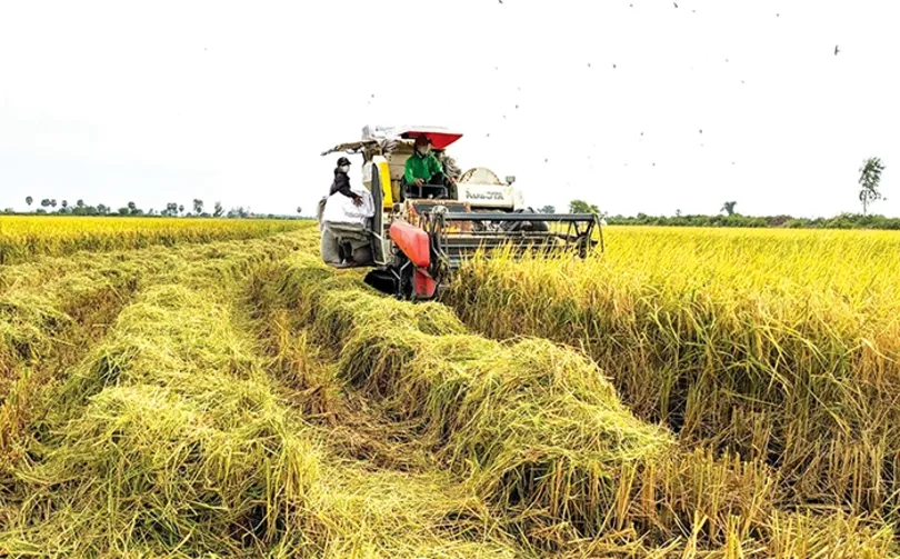 Lúa trúng mùa, tôm trúng giá