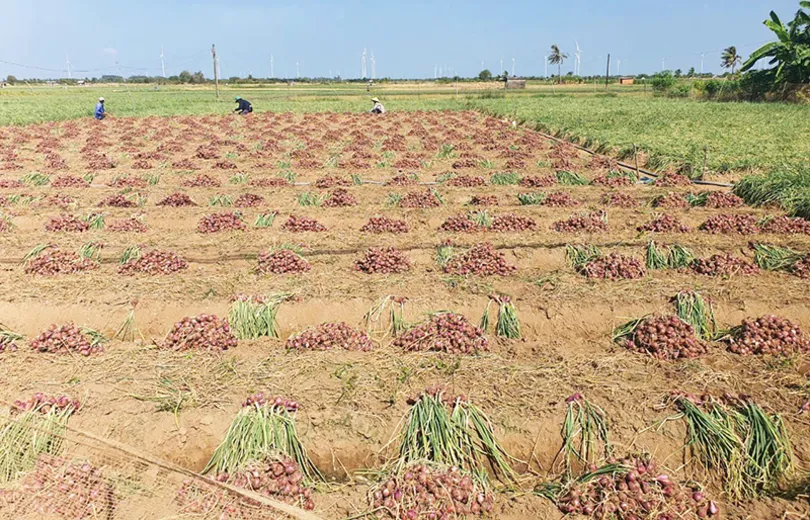 Cần Thơ vào vụ thu hoạch hành tím sớm