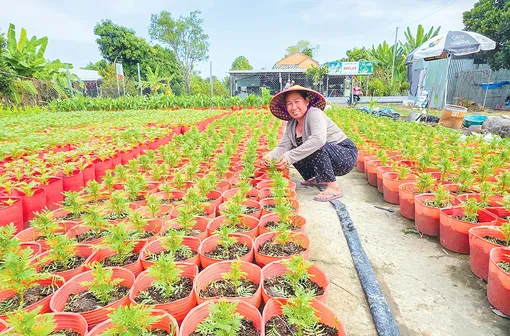 Kỳ vọng vụ hoa Tết