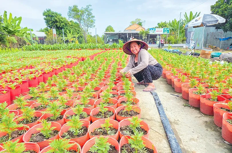 Kỳ vọng vụ hoa Tết