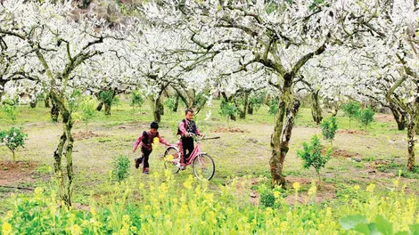 Mộc Châu - Mùa hoa hẹn ước