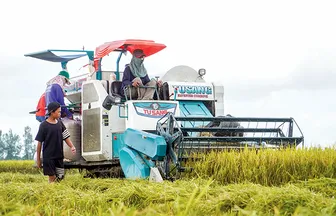 Giải pháp phát huy hiệu quả Đề án 1 triệu héc-ta lúa chất lượng cao