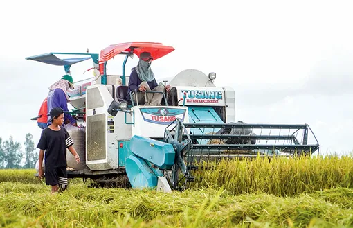 Giải pháp phát huy hiệu quả Đề án 1 triệu héc-ta lúa chất lượng cao