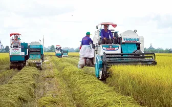 Phát huy hiệu quả liên kết sản xuất qua các mô hình cánh đồng lớn