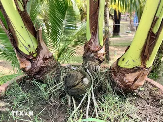 Đến An Giang khám phá khu du lịch có hàng ngàn cây dừa nhiều ngọn độc lạ