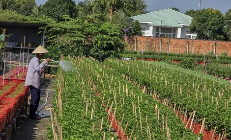 Cần Thơ: Cung ứng hơn 2 triệu chậu hoa kiểng và khoảng 103.000 tấn rau màu, trái cây dịp Tết