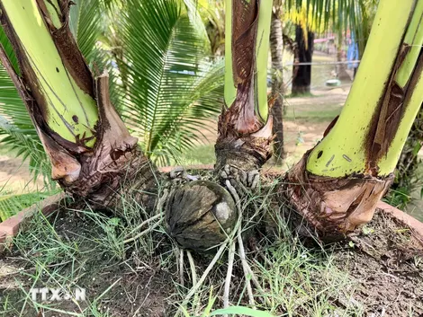 Đến An Giang khám phá khu du lịch có hàng ngàn cây dừa nhiều ngọn độc lạ