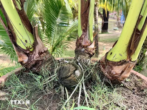 Đến An Giang khám phá khu du lịch có hàng ngàn cây dừa nhiều ngọn độc lạ