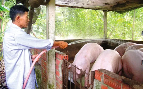 Giá heo hơi phục hồi và tăng mạnh