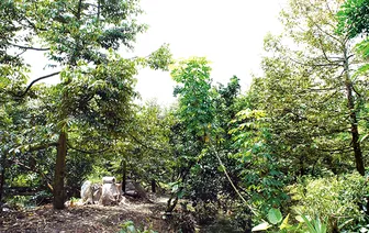 Cần Thơ: 22 loại cây trồng lâu năm được chuyển đổi trên đất trồng lúa