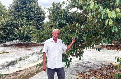 Chuyển đổi cây trồng, thu về 'quả ngọt'