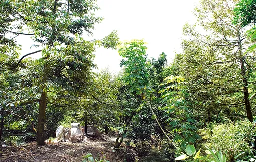 Cần Thơ: 22 loại cây trồng lâu năm được chuyển đổi trên đất trồng lúa