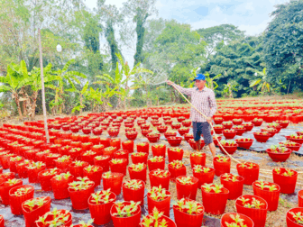 ថែ​ទាំ​ផ្កា​និង​ផលដំណាំ​ដើម្បី​បម្រើ​ទី​ផ្សា​របុណ្យ​ចូល​ឆ្នាំ​វៀត​ណា​ម