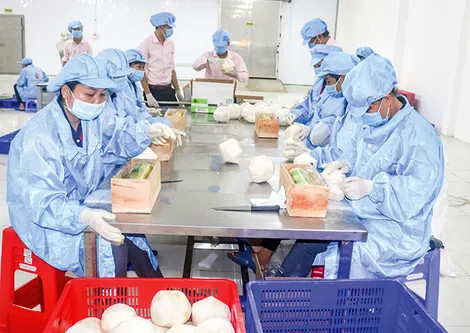 Nhiều tiềm năng xuất khẩu rau quả