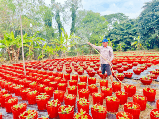 ថែ​ទាំ​ផ្កា​និង​ផលដំណាំ​ដើម្បី​បម្រើ​ទី​ផ្សា​របុណ្យ​ចូល​ឆ្នាំ​វៀត​ណា​ម