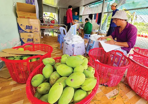 Xoài bán được giá cao, nhà vườn phấn khởi