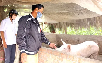 Cần Thơ đẩy mạnh phát triển chăn nuôi gia súc, gia cầm