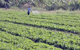 Tăng cường phòng, chống dịch hại cây trồng, đảm bảo sản xuất an toàn trước, trong và sau Tết Nguyên đán