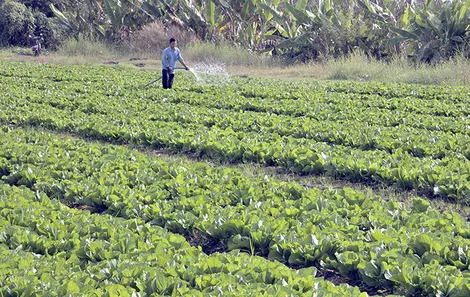 Tăng cường phòng, chống dịch hại cây trồng, đảm bảo sản xuất an toàn trước, trong và sau Tết Nguyên đán