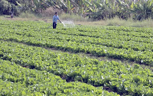 Tăng cường phòng, chống dịch hại cây trồng, đảm bảo sản xuất an toàn trước, trong và sau Tết Nguyên đán