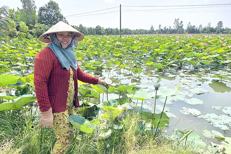 Làm giàu trên vùng đất trũng