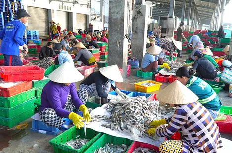 Ngư dân Cà Mau trúng vụ mùa cuối năm