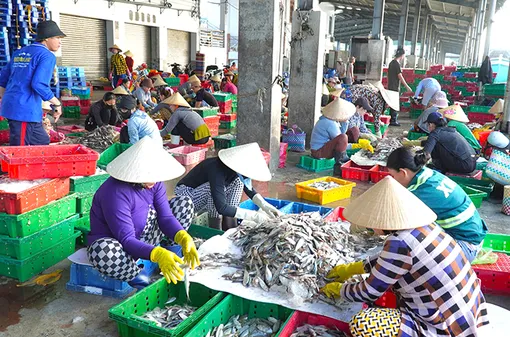 Ngư dân Cà Mau trúng vụ mùa cuối năm