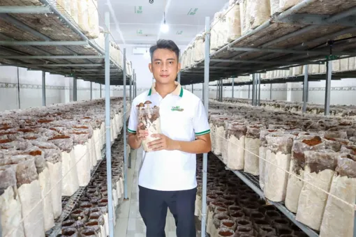 Chàng trai 3 bằng kỹ sư “đam mê” trồng nấm mối đen