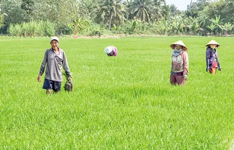 Chủ động chăm sóc, bảo vệ lúa đông xuân