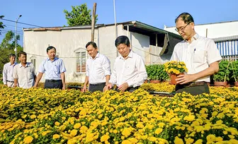 Làng hoa Phó Thọ - Bà Bộ chuẩn bị hơn 187.000 chậu hoa kiểng phục vụ Tết Bính Ngọ