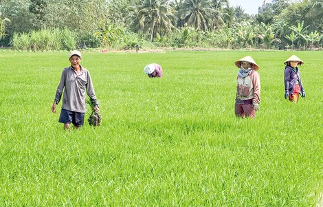 Chủ động chăm sóc, bảo vệ lúa đông xuân