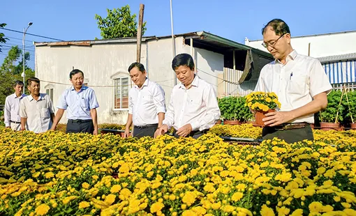 Làng hoa Phó Thọ - Bà Bộ chuẩn bị hơn 187.000 chậu hoa kiểng phục vụ Tết Bính Ngọ