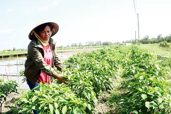 Trồng màu trên bờ ao tôm cho thu nhập khá
