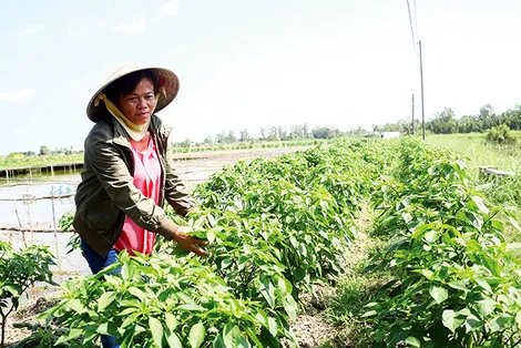 Trồng màu trên bờ ao tôm cho thu nhập khá