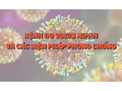 [INFOGRAPHICS] Bệnh do virus Nipah và các biện pháp phòng chống