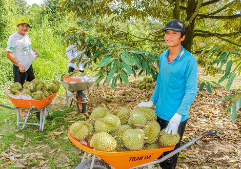 Phát huy hiệu quả vườn sầu riêng