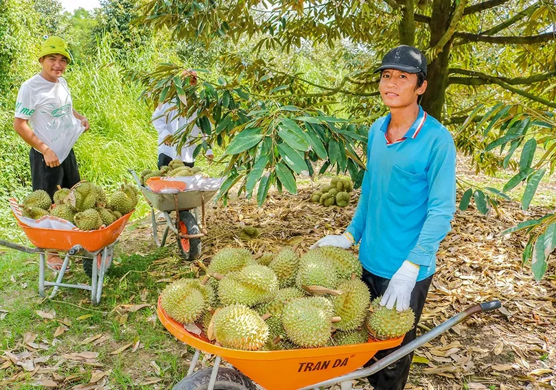 Phát huy hiệu quả vườn sầu riêng