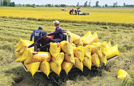 Cần Thơ quy hoạch trồng lúa có năng suất và chất lượng cao với diện tích 179.280ha