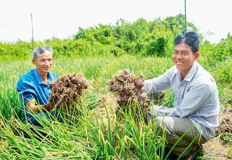 Hướng đi mới cho nông dân trồng hành tím