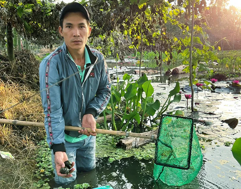 Nuôi ốc bươu đen cho lợi nhuận cao