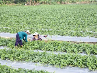 Nông dân tích cực sản xuất rau màu phục vụ thị trường Tết Nông dân tích cực sản xuất rau màu phục vụ thị trường Tết