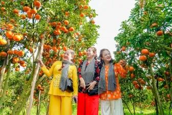 Vườn quýt hồng rực rỡ ngay sát trung tâm TP Cần Thơ