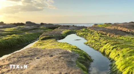 Mùa rêu xanh 'mỗi năm một lần' ở bãi biển Cổ Thạch