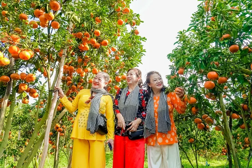 Vườn quýt hồng rực rỡ ngay sát trung tâm TP Cần Thơ