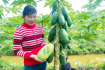 Hơn 3.000 sản phẩm trái cây tạo hình, vẽ chữ phục vụ thị trường Tết