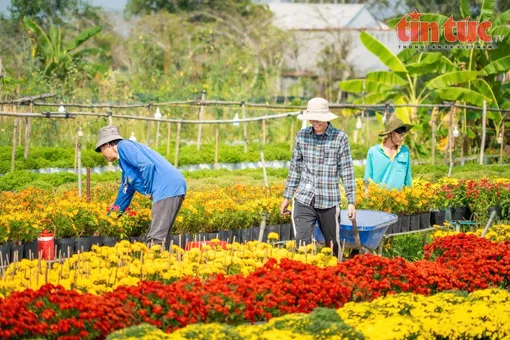 Làng hoa Sa Đéc bừng sắc Xuân, nhà vườn hối hả vào vụ Tết