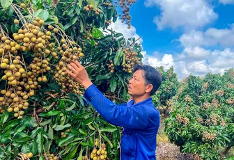 Năng động làm giàu với mô hình trồng nhãn Ido