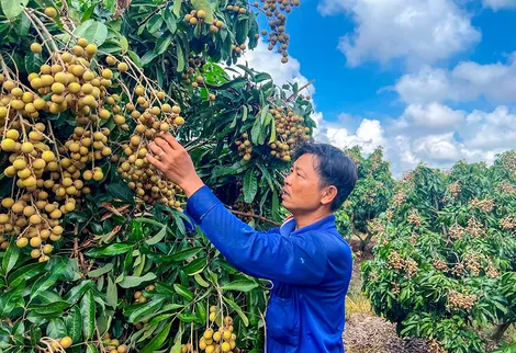 Năng động làm giàu với mô hình trồng nhãn Ido