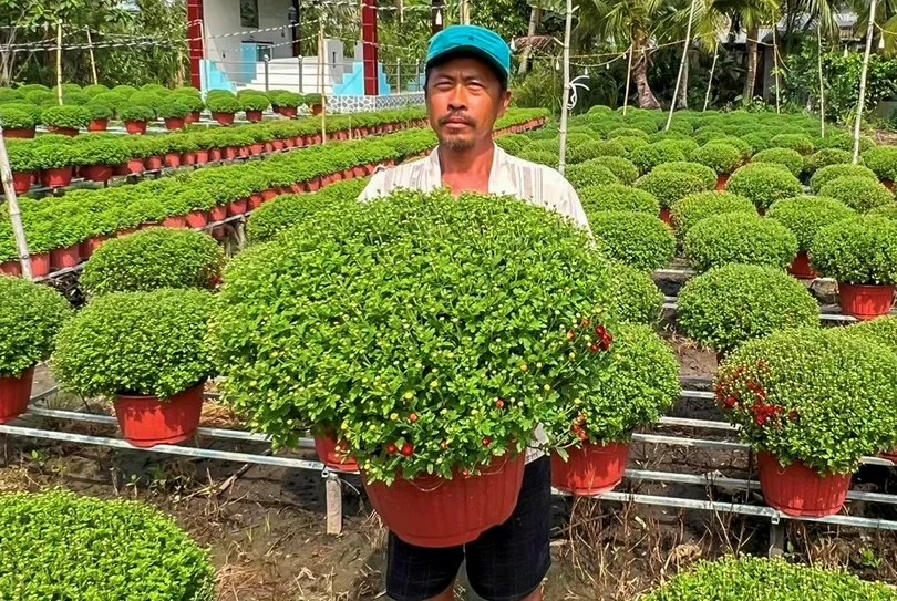 Hiệu quả từ mô hình trồng hoa Tết kết hợp trồng màu